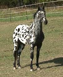 Friesian-Appaloosa Crossbreed Horses